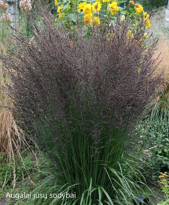 Melvenė melsvoji (Molinia caerulea) 'Poul Petersen'